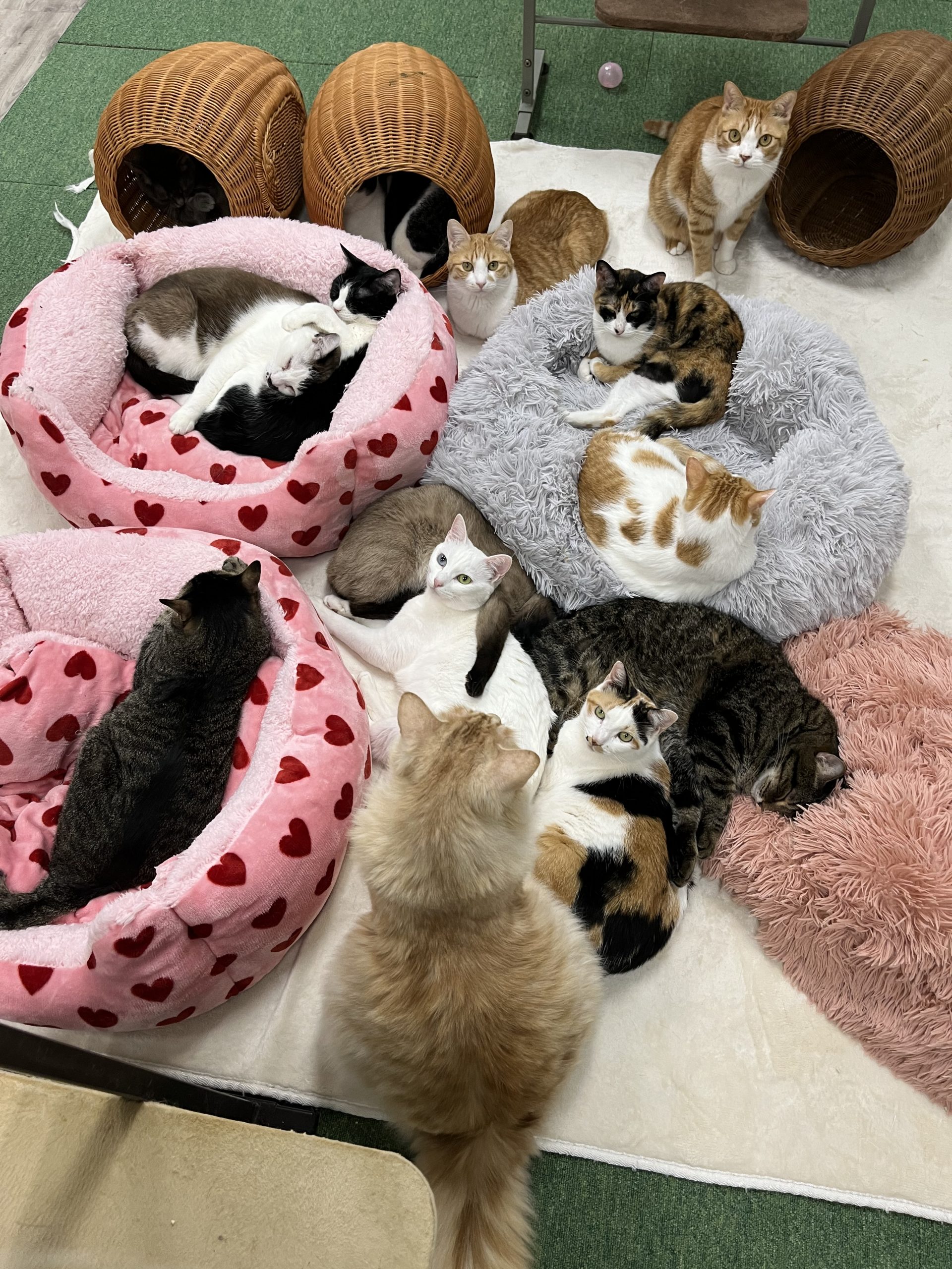 NPO法人 保護猫カフェ love.lab(ラブ.ラブ) | ハピスマ